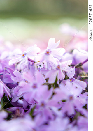 絨毯のように咲く芝桜 絨毯のように咲く芝桜 126774623