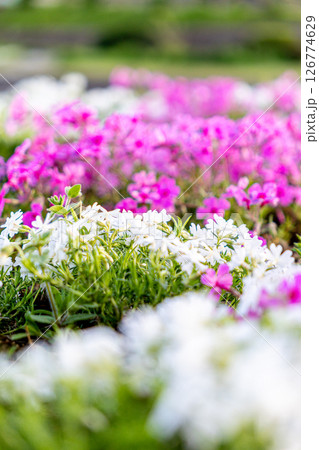 春の花壇に咲く芝桜 126774629