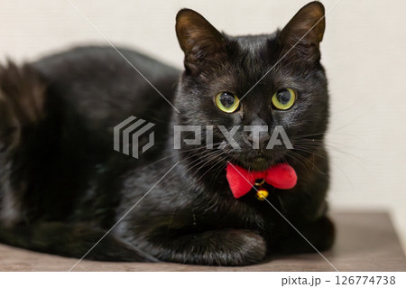 黒猫 黒猫 126774738