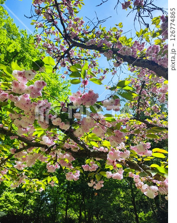 Cherry blossom, pink sakura in spring time in sunny Keukenhof gardens, Netherlands.  126774865