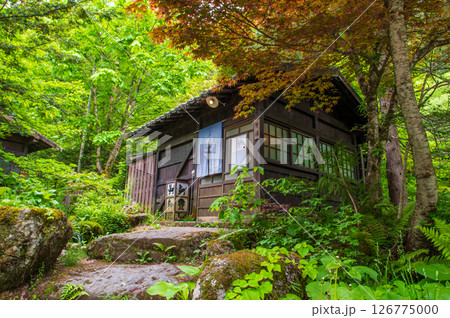 新緑の露天風呂『奥飛騨温泉郷・平湯温泉・平湯の湯』 新緑の露天風呂『奥飛騨温泉郷・平湯温泉・平湯の湯』 126775000