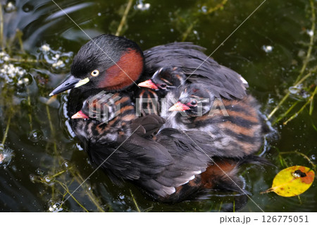 親の背中に乗って移動するカイツブリの子供達 126775051