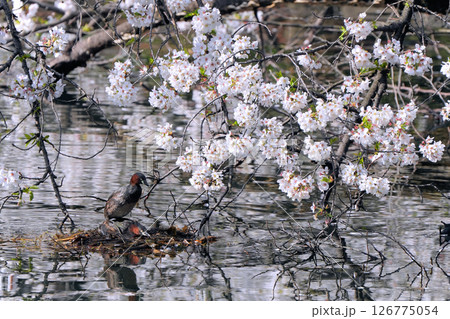 カイツブリの花見 126775054