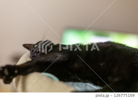 黒猫 黒猫 126775109