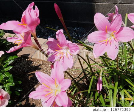 ピンク色のサフランそっくりの綺麗な花です ピンク色のサフランそっくりの綺麗な花です 126775399