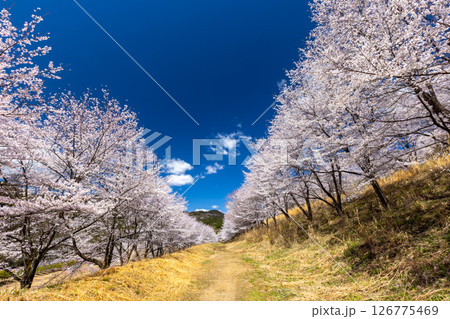 埼玉県秩父郡東秩父村坂本 山一面を桜が覆う「虎山の千本桜」満開のソメイヨシノ並木道 埼玉県秩父郡東秩父村坂本 山一面を桜が覆う「虎山の千本桜」満開のソメイヨシノ並木道 126775469
