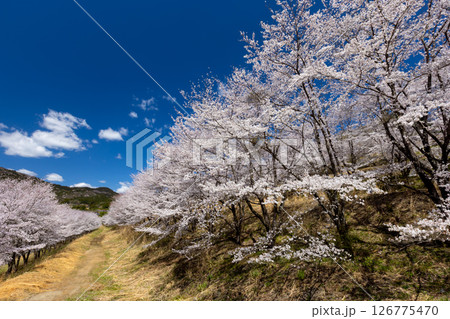 埼玉県秩父郡東秩父村坂本 山一面を桜が覆う「虎山の千本桜」満開のソメイヨシノ並木道 埼玉県秩父郡東秩父村坂本 山一面を桜が覆う「虎山の千本桜」満開のソメイヨシノ並木道 126775470