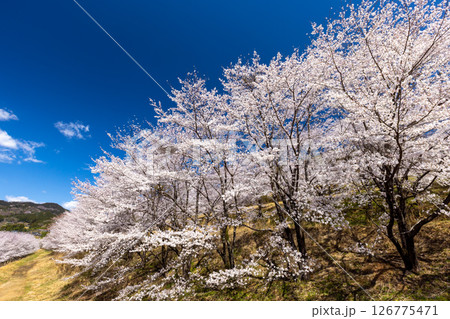 埼玉県秩父郡東秩父村坂本 山一面を桜が覆う「虎山の千本桜」満開のソメイヨシノ並木道 埼玉県秩父郡東秩父村坂本 山一面を桜が覆う「虎山の千本桜」満開のソメイヨシノ並木道 126775471