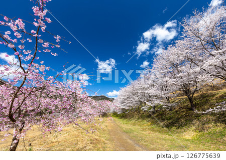 埼玉県秩父郡東秩父村坂本 山一面を桜が覆う「虎山の千本桜」ベニシダレ桜と満開のソメイヨシノ並木 埼玉県秩父郡東秩父村坂本 山一面を桜が覆う「虎山の千本桜」ベニシダレ桜と満開のソメイヨシノ並木 126775639