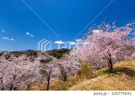 埼玉県秩父郡東秩父村坂本　山一面を桜が覆う「虎山の千本桜」ベニシダレ桜と満開のソメイヨシノ並木 126775641