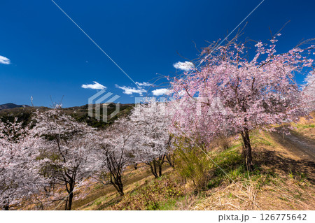 埼玉県秩父郡東秩父村坂本　山一面を桜が覆う「虎山の千本桜」ベニシダレ桜と満開のソメイヨシノ並木 126775642