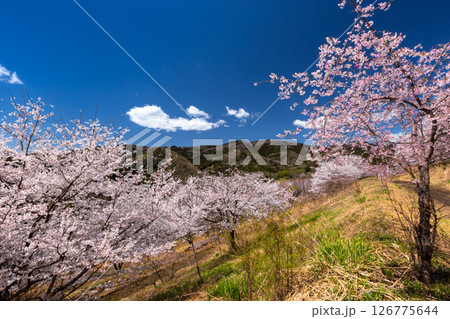 埼玉県秩父郡東秩父村坂本 山一面を桜が覆う「虎山の千本桜」ベニシダレ桜と満開のソメイヨシノ並木 埼玉県秩父郡東秩父村坂本 山一面を桜が覆う「虎山の千本桜」ベニシダレ桜と満開のソメイヨシノ並木 126775644
