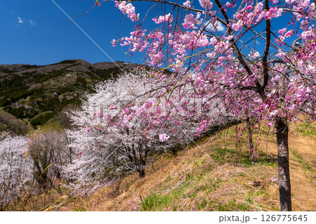 埼玉県秩父郡東秩父村坂本 山一面を桜が覆う「虎山の千本桜」ベニシダレ桜と満開のソメイヨシノ並木 埼玉県秩父郡東秩父村坂本 山一面を桜が覆う「虎山の千本桜」ベニシダレ桜と満開のソメイヨシノ並木 126775645