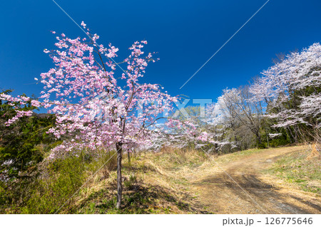 埼玉県秩父郡東秩父村坂本　山一面を桜が覆う「虎山の千本桜」ベニシダレ桜と満開のソメイヨシノ並木 126775646
