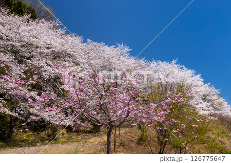埼玉県秩父郡東秩父村坂本 山一面を桜が覆う「虎山の千本桜」ベニシダレ桜と満開のソメイヨシノ並木 埼玉県秩父郡東秩父村坂本 山一面を桜が覆う「虎山の千本桜」ベニシダレ桜と満開のソメイヨシノ並木 126775647