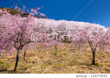 埼玉県秩父郡東秩父村坂本　山一面を桜が覆う「虎山の千本桜」ベニシダレ桜と満開のソメイヨシノ並木 126775650