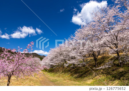 埼玉県秩父郡東秩父村坂本　山一面を桜が覆う「虎山の千本桜」ベニシダレ桜と満開のソメイヨシノ並木 126775652