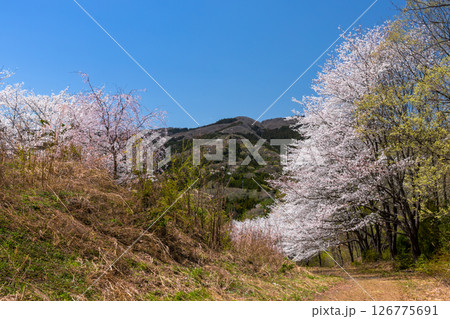 埼玉県秩父郡東秩父村坂本 山一面を桜が覆う「虎山の千本桜」ベニシダレ桜と満開のソメイヨシノ並木 埼玉県秩父郡東秩父村坂本 山一面を桜が覆う「虎山の千本桜」ベニシダレ桜と満開のソメイヨシノ並木 126775691