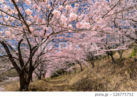 埼玉県秩父郡東秩父村坂本 山一面を桜が覆う「虎山の千本桜」満開のソメイヨシノ並木のトンネル 埼玉県秩父郡東秩父村坂本 山一面を桜が覆う「虎山の千本桜」満開のソメイヨシノ並木のトンネル 126775752