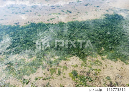 close up of green seaweed or algae in shallow water. The clear water allows for a view of the sandy bottom, interspersed with the vibrant green vegetation with ripple on the surface 126775813