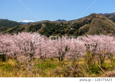埼玉県秩父郡東秩父村坂本 山一面を桜が覆う「虎山の千本桜」満開のソメイヨシノ並木 埼玉県秩父郡東秩父村坂本 山一面を桜が覆う「虎山の千本桜」満開のソメイヨシノ並木 126775823