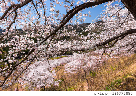 埼玉県秩父郡東秩父村坂本　山一面を桜が覆う「虎山の千本桜」山の上からの満開のソメイヨシノ並木眺望 126775880
