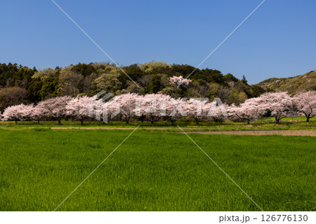 埼玉県比企郡嵐山町菅谷　都幾川沿いにソメイヨシノ並木が続く都幾川桜堤と畑の緑と山の景色 126776130