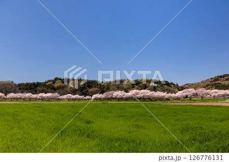 埼玉県比企郡嵐山町菅谷 都幾川沿いにソメイヨシノ並木が続く都幾川桜堤と畑の緑と山の景色 埼玉県比企郡嵐山町菅谷 都幾川沿いにソメイヨシノ並木が続く都幾川桜堤と畑の緑と山の景色 126776131