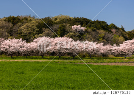 埼玉県比企郡嵐山町菅谷　都幾川沿いにソメイヨシノ並木が続く都幾川桜堤と畑の緑と山の景色 126776133