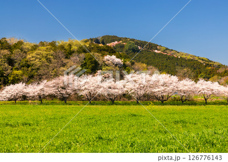 埼玉県比企郡嵐山町菅谷　都幾川沿いにソメイヨシノ並木が続く都幾川桜堤と畑の緑と山の景色 126776143