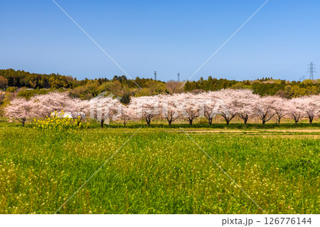 埼玉県比企郡嵐山町菅谷　都幾川沿いにソメイヨシノ並木が続く都幾川桜堤と畑の緑と山の景色 126776144