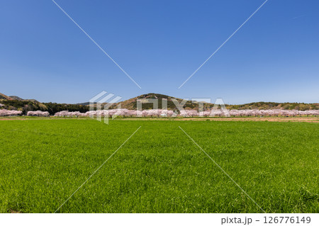 埼玉県比企郡嵐山町菅谷　都幾川沿いにソメイヨシノ並木が続く都幾川桜堤と畑の緑と山の景色 126776149