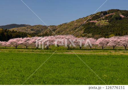 埼玉県比企郡嵐山町菅谷　都幾川沿いにソメイヨシノ並木が続く都幾川桜堤と畑の緑と山の景色 126776151