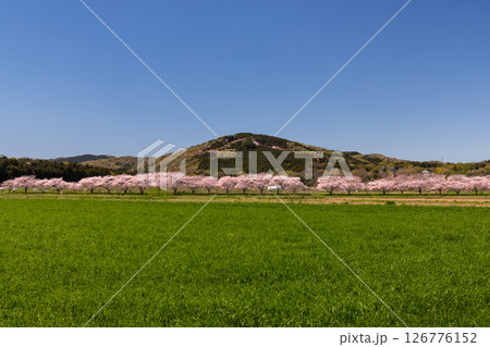 埼玉県比企郡嵐山町菅谷　都幾川沿いにソメイヨシノ並木が続く都幾川桜堤と畑の緑と山の景色 126776152