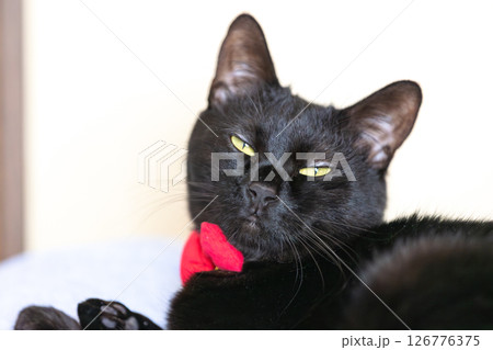 昼間の黒猫 126776375