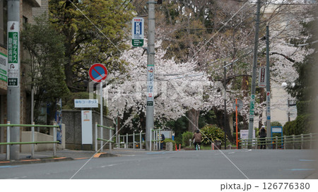 道路沿いに咲く桜 126776380