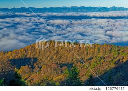 大菩薩嶺のカラマツの黄葉と雲上の南アルプス 126776415