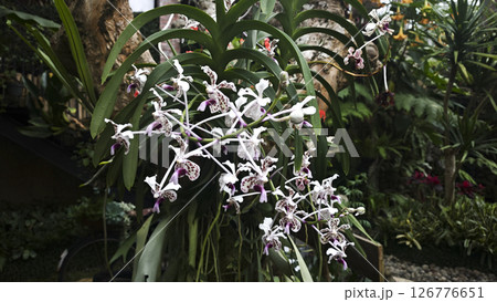 White and purple spotted orchid flowers with long green leaves growing on a tree in a lush tropical greenhouse with natural sunlight and various exotic plants in the background. 126776651