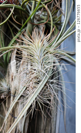 Close-up of Air Plants with Thin Spiky Leaves Growing on a Wooden Surface in a Lush Green Garden Setting with Natural Light and a Blurred Background Close-up of Air Plants with Thin Spiky Leaves Growing on a Wooden Surface in a Lush Green Garden Setting with Natural Light and a Blurred Background 126776655