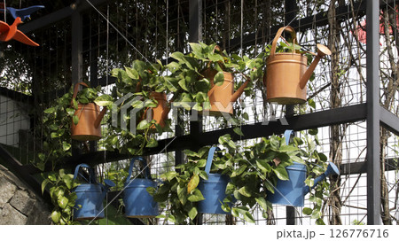 Decorative Hanging Watering Cans with Green Plants Against a Metal Fence in a Sunny Garden Setting 126776716