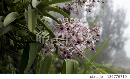 Close-Up of Pink and White Speckled Orchid Blooms with Lush Green Leaves in a Misty Garden Landscape 126776719
