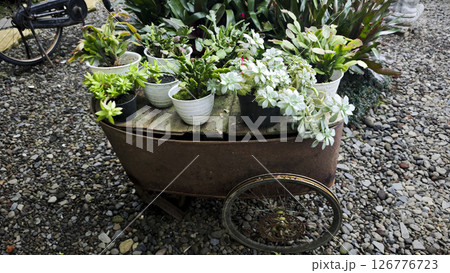 Rustic Wheelbarrow Decorated with Succulent Plants in Potted Arrangements on Gravel Pathway in a Lush Outdoor Garden Setting Rustic Wheelbarrow Decorated with Succulent Plants in Potted Arrangements on Gravel Pathway in a Lush Outdoor Garden Setting 126776723