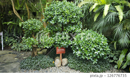 Beautiful Ficus Microcarpa Bonsai Trees in a Lush Green Tropical Garden with Various Exotic Plants and Palm Leaves in the Background Surrounded by Stones and Decorative Foliage Beautiful Ficus Microcarpa Bonsai Trees in a Lush Green Tropical Garden with Various Exotic Plants and Palm Leaves in the Background Surrounded by Stones and Decorative Foliage 126776735