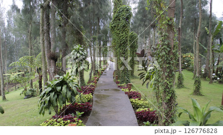 Serene Garden Pathway Surrounded by Lush Greenery and Ivy-Covered Trees in a Tranquil Forest Setting Serene Garden Pathway Surrounded by Lush Greenery and Ivy-Covered Trees in a Tranquil Forest Setting 126776828