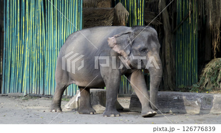 Asian elephant walking gracefully in a zoo enclosure with green bamboo background and natural surroundings in warm sunlight Asian elephant walking gracefully in a zoo enclosure with green bamboo background and natural surroundings in warm sunlight 126776839