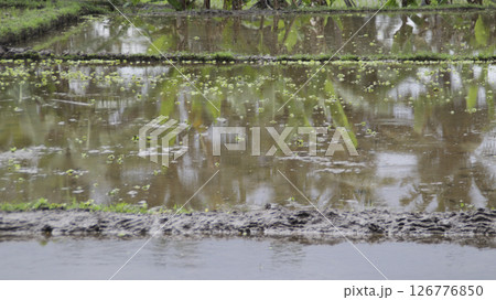 Rice field ready for planting with flooded water reflecting green tropical plants in a serene countryside setting 126776850