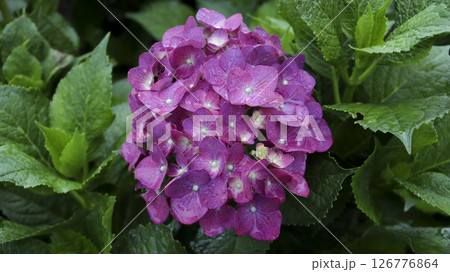 Vibrant purple hydrangea flower cluster surrounded by lush green foliage on a rainy day in a natural garden setting 126776864