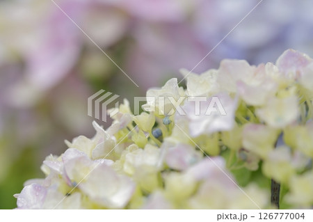 雨に濡れた紫陽花 雨に濡れた紫陽花 126777004
