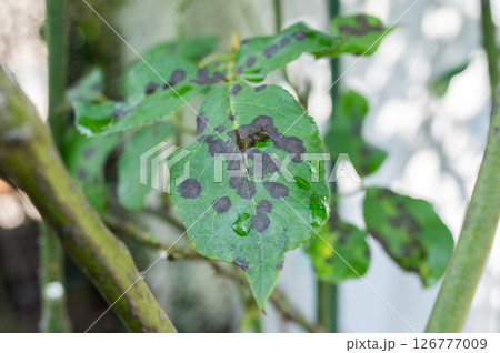 Black spot on rose leaves. Black spot is a fungal disease (Diplocarpon rosae) that affects roses. 126777009
