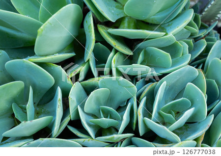 An abstract leaf of Crassulaceae succulent plants texture and background. An abstract leaf of Crassulaceae succulent plants texture and background. 126777038